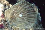 Enlarged Image of 'Isognomon perna'