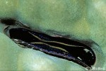 Enlarged Image of 'Isognomon QQ'