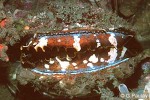 Enlarged Image of 'Spondylus varians'