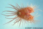 Enlarged Image of 'Lima fragilis'