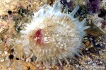 What Am I? Click to display answer!