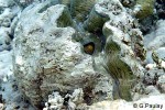 Enlarged Image of 'Hippopus hippopus'