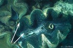 Enlarged Image of 'Tridacna gigas'