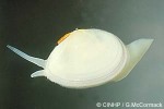 Enlarged Image of 'Scissulina dispar'