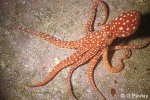 Enlarged Image of 'Octopus ornatus'