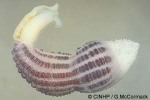 Enlarged Image of 'Archibonellia species'