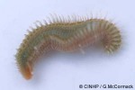 Enlarged Image of 'Eurythoë complanata'