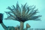 What Am I? Click to display answer!