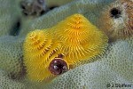 Enlarged Image of 'Spirobranchus giganteus'