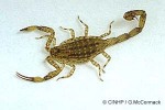 Enlarged Image of 'Isometrus  maculatus'