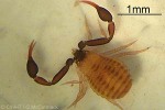 Enlarged Image of 'Geogarypus longidigitatus'