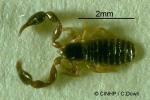 Enlarged Image of 'Haplochernes funafutensis QQ'