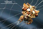 Enlarged Image of 'Gasteracantha mammosa'