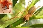 Enlarged Image of 'Cheiracanthium longimanum'