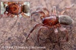 Enlarged Image of 'Odontodrassus aphanes'