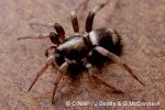 Enlarged Image of 'Poecilochroa rollini'