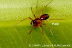 Enlarged Image of 'Eperigone fradeorum'