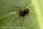 Enlarged Image of 'Microbathyphantes palmarius'