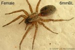 Enlarged Image of 'Lycosa tongatabuensis QQJB'