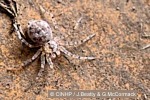 Enlarged Image of 'Oecobius concinnus'