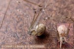 Enlarged Image of 'Physocyclus globosus'
