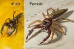 Enlarged Image of 'Bavia aericeps'