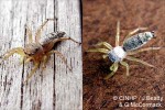a jumping spider (Cosmophasis white QQ2)