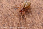 Enlarged Image of 'Glenognatha QQBB'