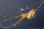 Enlarged Image of 'Leucauge granulata'