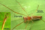 Enlarged Image of 'Tetragnatha nitens'