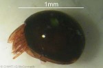 Enlarged Image of 'mite-QQPM407'