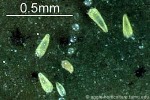Enlarged Image of 'Phyllocoptruta oleivora'