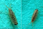 Enlarged Image of 'Ligia vitiensis QQ'