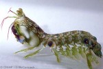 Enlarged Image of 'Gonodactylus platysoma'