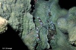 Enlarged Image of 'Stenopus hispidus'