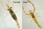Enlarged Image of 'Macrobrachium aemulum'