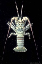 Enlarged Image of 'Panulirus penicillatus'