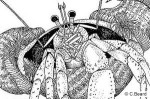 Enlarged Image of 'Dardanus pedunculatus QQJUff-102'