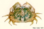 Enlarged Image of 'Calappa hepatica'