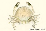 Enlarged Image of 'Kraussia rugulosa'