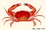 Enlarged Image of 'Carupa tenuipes'