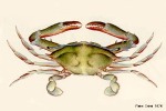 Enlarged Image of 'Podophthalmus vigil'