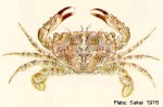 Enlarged Image of 'Thalamita admete'