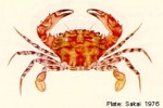 Enlarged Image of 'Thalamita picta'