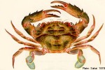 Enlarged Image of 'Thalamita prymna'