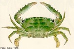 Enlarged Image of 'Thalamitoides quadridens'