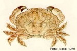 Enlarged Image of 'Actaea cavipes'
