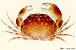 Enlarged Image of 'Carpilius convexus'