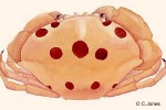 Enlarged Image of 'Carpilius maculatus'