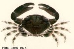 Enlarged Image of 'Chlorodiella nigra'